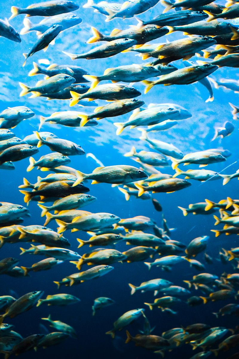 Omega-3 z moře: cesta rybího oleje od peruánských ančoviček až po tobolku
