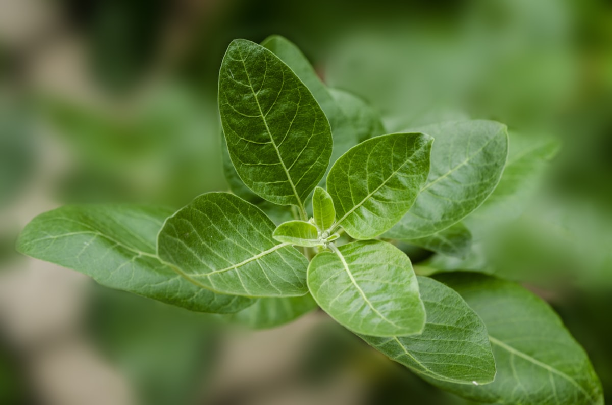 Ashwagandha: ajurvédský adaptogen proti stresu, kortizolu a únavě